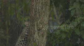 Rare Amur leopard cub born at zoo in Vienna, Austria