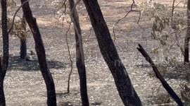 Flying foxes and kangaroos rescued from bushfire and heatwaves in Australia