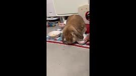 Feisty rabbit flips feeding bowl in Anhui, China