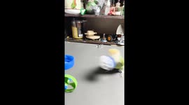 Parrot performs miniature basketball dunk in Jiangsu, China