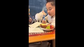 Kitten distracted by pen during homework in Liaoning, China