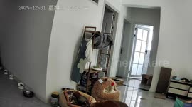 Tabby cat claims cat house in Chongqing, China