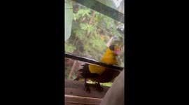 Resident delighted when rare tropical bird visits his window ledge