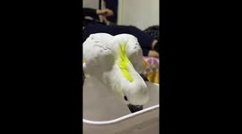 Cockatoos create a noisy, funny moment in Hebei, China