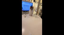Playful cat knocks objects off table in Guangxi, China