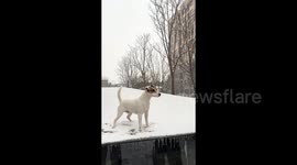 Pet owners in stitches as their dog attempts to run across slippery snow