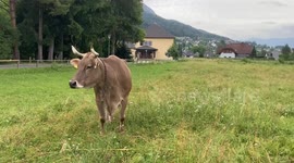 New 'Cow Tools' research transforms our understanding of bovine intelligence and proves famous cartoon wrong