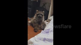 China: Pet raccoon sits cross-legged while playing with prayer beads in China