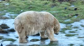 Chilly conditions for this polar bear in the Cairngorms, Scotland during the 2026 freeze