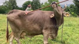 UNCAPTIONED: New 'Cow Tools' research transforms our understanding of bovine intelligence and proves famous cartoon wrong