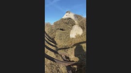 Bucking colt found standing in hay feeder in viral 64,000‑view TikTok