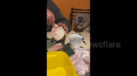 Chile: Cat jumps onto the table to get a piece of ham