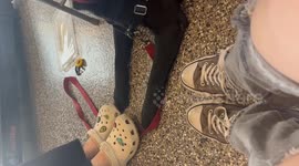 US: Dog stops people tapping feet