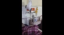 Patients terrified by rat infestation at Indian hospital