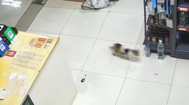 Cheeky stray cat caught on camera 'shoplifting' its favourite snack