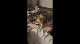 Wobbly Cat Wants Up on the Couch, No Help Needed Thank You!