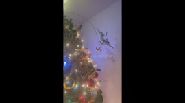 Cockatiel Cruising Around the Christmas Tree