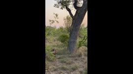 Daring Descent: Young Leopard’s Risky Tree Escape Meets a Hyena Below