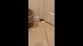 Cat Reaches Under Bathroom Door to Grab Toilet Paper