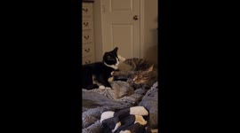 Cat Makes Back-Paw Biscuits