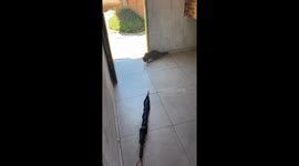 Cat Focused on Umbrella Gets Surprised