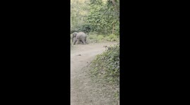 Elephant Chases the Safari Vehicle