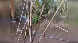Italy: Nine Dogs Rescued From Raging Floodwaters In Cagliari Storm