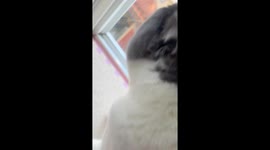 Two cats in China were filmed staring at each other on opposite sides of a balcony window