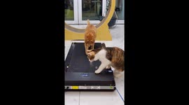 Playful cats take turns running on a treadmill
