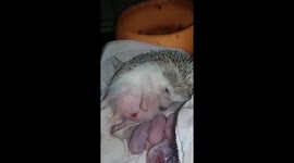 Watch a mother hedgehog give birth to hoglets in China