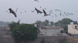 Rajasthan records arrival of more than 30,000 Demoiselle Crane birds during the annual migration