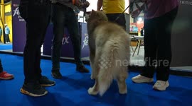 India's largest pet festival underway in Bengaluru
