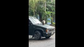 Cat hitches a ride on top of moving car