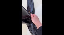 Zookeeper shows surprising amount of hair on sea lion at zoo in China