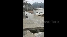 Birds slip and slide on icy road as freezing weather hits southern China