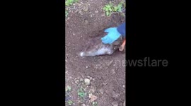 Police in Umm al-Fahm seized two M-16 rifles with magazines and a large quantity of ammunition during a field operation