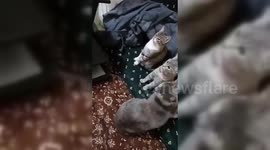 Lebanon: Artillery Fire in Yaroun Leaves Cats in Panic