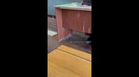 Cat plays hide and seek by poking through the floorboards