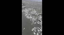 Thousands of dead fish washed ashore shock beachgoers in Indonesia