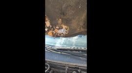 Mouse discovered nesting inside car hood in Iași, Romania