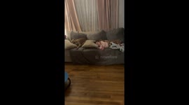 Pit bull cuddles with child on a sofa in Pennsylvania, USA