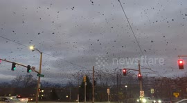 Crow City in Portland