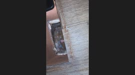 Possum in the AC Vent