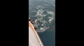 Antarctic Orca Pod Hunts Down Penguin