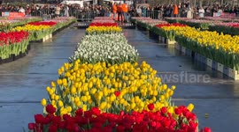 National Tulip Day fills Amsterdam with color as tulip season begins