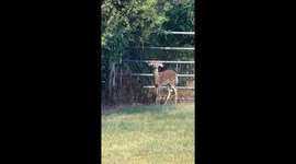 A Fawn With Floppy Ears