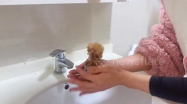 China: Tiny newborn Chinese kitten bathed under faucet after getting dirty