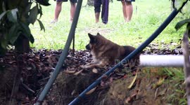 Loyal dogs guard body of elderly owner found drowned in pond