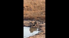 When Big Cats Sound Like Birds: A Rare Cheetah Family Moment