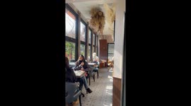 Alpaca at the Bistro